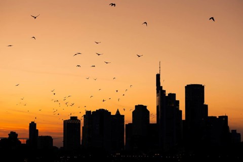 A flock of birds flies over the Frankfurt banking skyline in the evening shortly after sunset,