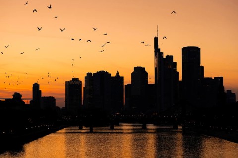 A flock of birds flies over the Frankfurt banking skyline in the evening shortly after sunset,