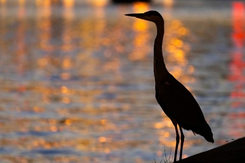 The silhouette of a heron is silhouetted against the water of the Main, reflecting the lights of