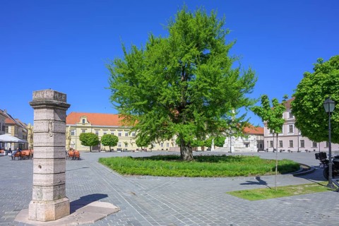Pillory on the main square of Tvrda, Osijek, Osijek-Baranja County, Croatia