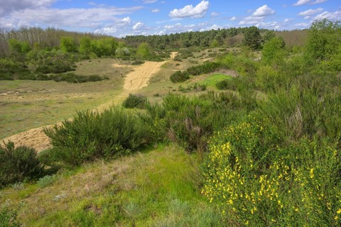 Flowering gorse in the Ðurdevacki pjesci nature reserve, Ðurdevac, Koprivnica-Križevc County,