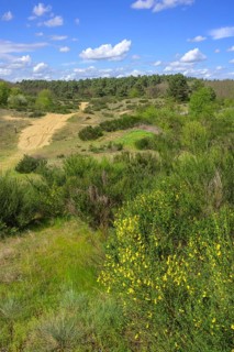Flowering gorse in the Ðurdevacki pjesci nature reserve, Ðurdevac, Koprivnica-Križevc County,