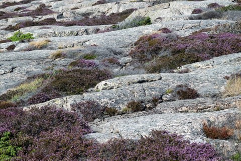 Heather, Bohus granite, Ramsvik, Ramsviklandet nature reserve, archipelago, Bohuslän, Skagerrak,