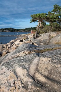 Rocky coast with pine trees and falun red boathouse, Resö Island, Bohuslän, Skagerrak, Sotenäs,