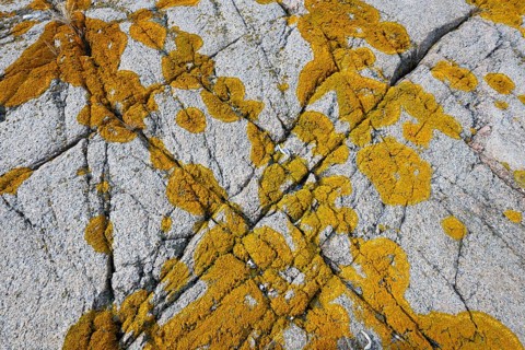 Yellowish lichen on a furrowed granite rock, Resö Island, Bohuslän, Skagerrak, Sotenäs, Västra