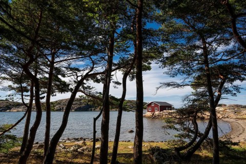 Pine forest and falun red house, Resö island, Bohuslän, Skagerrak, Sotenäs, Västra Götalands län,