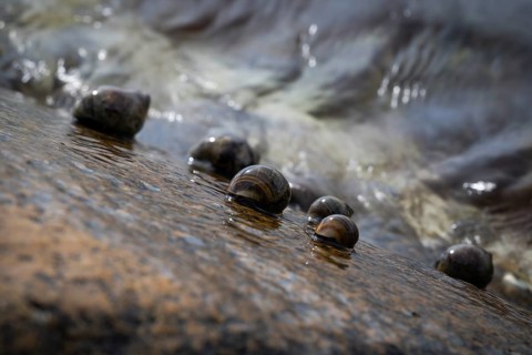 Sea snails on a rock in the surf, Resö Island, Bohuslän, Skagerrak, Sotenäs, Västra Götalands län,