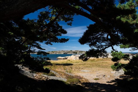 View through pine forest to archipelago landscape, Resö island, Bohuslän, Skagerrak, Sotenäs,