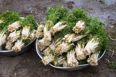 Two bowls filled with freshly harvested wild vegetables lie outside on the ground in a natural