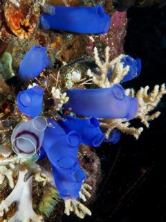 Group of Blue Sea Squirts (Clavelina coerulea) surrounded by corals in the ocean. Dive site Prapat,