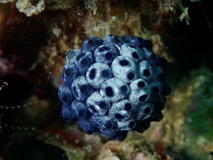 Mushroom sea squirt (Nephtheis fascicularis) . Dive site Prapat, Penyapangan, Bali, Indonesia