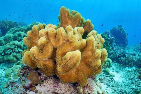 Yellow soft curved coral, mushroom leather coral (Sarcophyton glaucum) under deep blue water. Dive