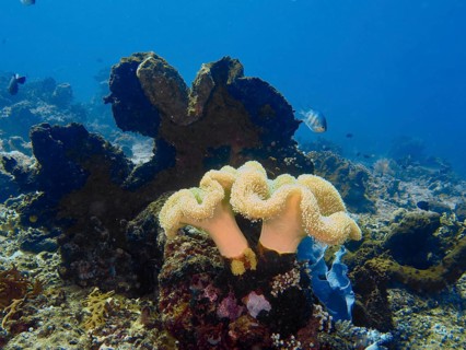 Two large curved soft corals, mushroom leather coral (Sarcophyton glaucum), on the seabed. Dive