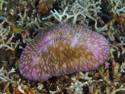 Purple mushroom coral (Fungia fungites) on a sea bed. Dive site Gondol Reef, Gondol, Bali,