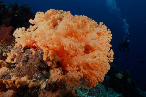 Large orange soft coral under water with deep background. Dive site SD, Nusa Ceningan, Nusa Penida,
