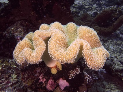 Beige coral with fine structures, mushroom leather coral (Sarcophyton glaucum), in an underwater