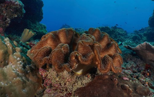 Large mushroom leather coral (Sarcophyton glaucum) on a tropical seabed. Dive site Toyapakeh, Nusa