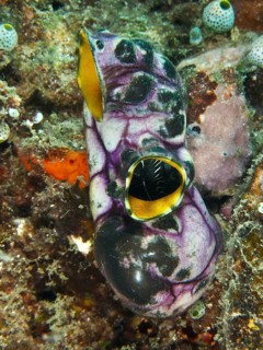 Gold sea squirt (Polycarpa aurata) in purple and yellow on the rough seabed. Dive site Prapat,