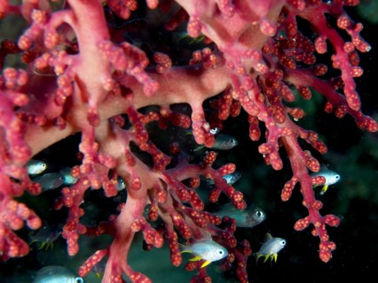 Close-up of Godeffroy's soft coral (Siphonogorgia godeffroyi) and fish, revealing a rich marine