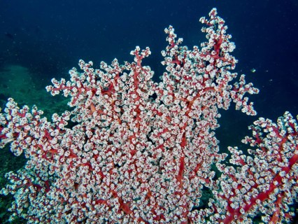 Dense white coral polyps of Godeffroy's soft coral (Siphonogorgia godeffroyi) form an impressive