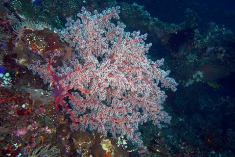 Filigree red coral structure, Godeffroy's soft coral (Siphonogorgia godeffroyi), rises in a