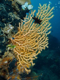 Filigree structure of a branch of Yellow gorgonian (Echinogorgia) in deep blue water. Dive site