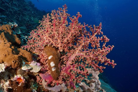 Eye-catching pink coral, Godeffroy's soft coral (Siphonogorgia godeffroyi), attracts in contrast to