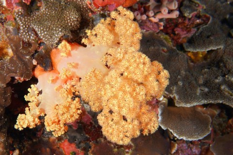 Detailed view of a yellow tree coral (Dendronephthya) in a richly textured marine environment. Dive