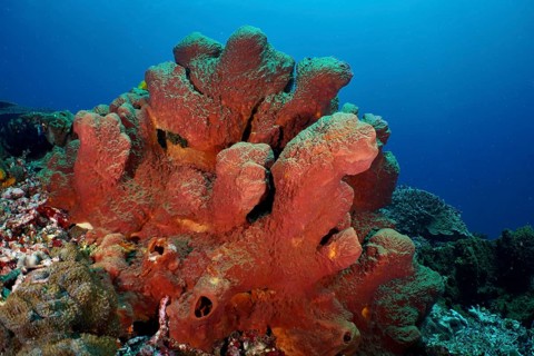 Striking Brown tube sponge (Porifera) rises from the detailed seabed. Dive site SD, Nusa Ceningan,