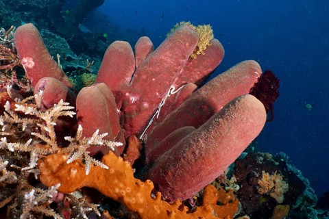 Brown tube sponge (Porifera) protrudes from the seabed in a blue underwater scene. Dive site SD,