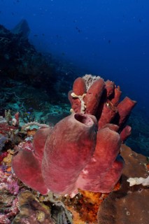Brown tube sponge (Porifera) in the centre of the underwater landscape under a deep blue ocean