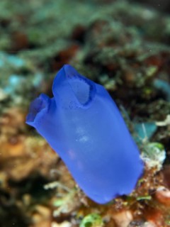 Single Blue Sea Squirt (Clavelina coerulea) isolated in the sea. Dive site Prapat, Penyapangan,