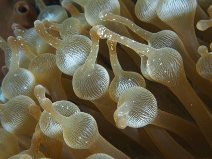 Detailed close-up of the tentacles of a bubble anemone (Entacmaea quadricolor) under water. Dive