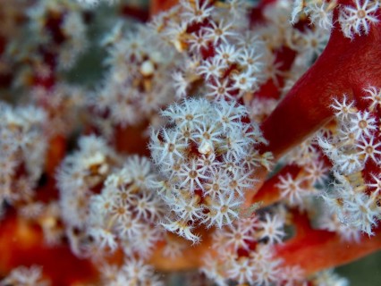Detailed close-up of white polyps with fine structure of tree coral (Dendronephthya) . Dive site
