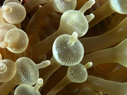Close-up of a bubble anemone (Entacmaea quadricolor) with detailed tentacles. Dive site Toyapakeh,