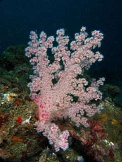 Light pink tree coral (Dendronephthya) under water on the seabed. Dive site Spice Reef,
