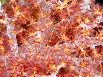 Close-up of tree coral (Dendronephthya) with fine details in the sea. Dive site Prapat,