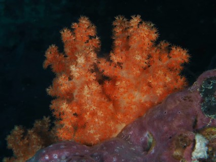 Bright orange tree coral (Dendronephthya) against a dark background in the sea. Dive site SD, Nusa