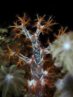 Soft coral with orange and white tentacles, orange tree coral (Dendronephthya), against a dark