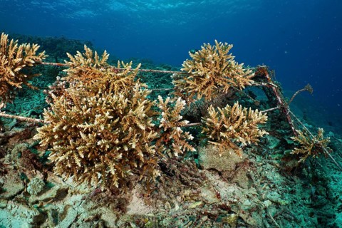 Underwater coral nursery to promote reef growth. Dive site SD, Nusa Ceningan, Nusa Penida, Bali,