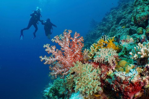Divers explore a colourful coral reef with Klunzinger's tree coral (Dendronephthya klunzingeri) .