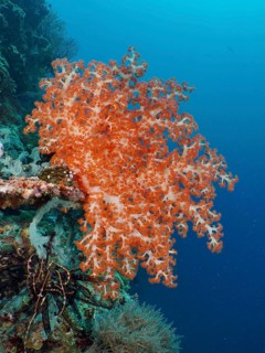 A magnificent orange-coloured soft coral, Klunzinger's Soft Coral (Dendronephthya klunzingeri), in