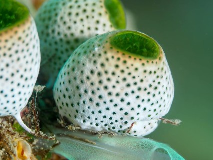 Close-up of Green Urn Sea Squirt (Didemnum molle) with distinctive dot pattern. Dive site Spice