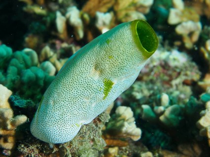 Green Urn Sea Squirt (Didemnum molle) with dotted pattern in a coral reef. Dive site Prapat,