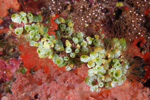 Green Urn Sea Squirt (Didemnum molle) in a lively coral landscape. Dive site Toyapakeh, Nusa