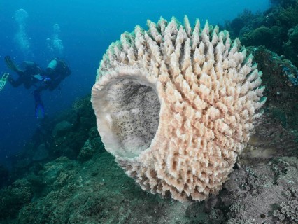 Barrel sponge, barrel sponge (Xestospongia testudinaria) in a diverse underwater ecosystem with
