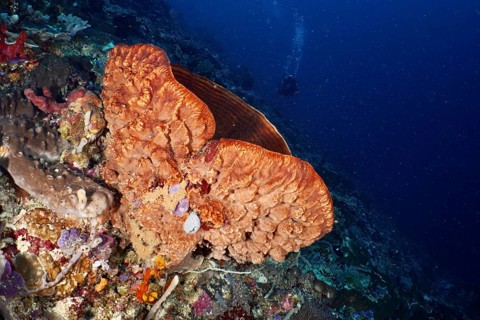 Barrel sponge, barrel sponge (Xestospongia testudinaria) in a lively underwater world. Dive site