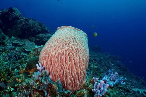 A Barrel sponge (Xestospongia testudinaria) rises majestically in clear blue water. Dive site SD,