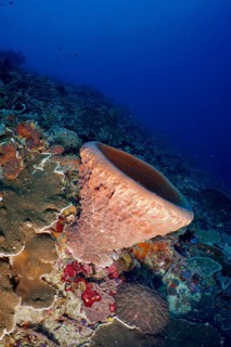 Barrel sponge, barrel sponge (Xestospongia testudinaria) on the reef, surrounded by marine life and