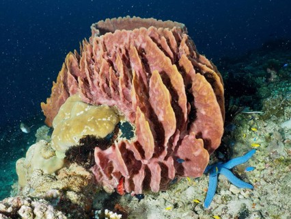 Massive structured Barrel sponge, barrel sponge (Xestospongia testudinaria) with blue starfish and
